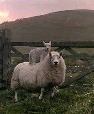 Cheviot Sheep Society | Cheviots