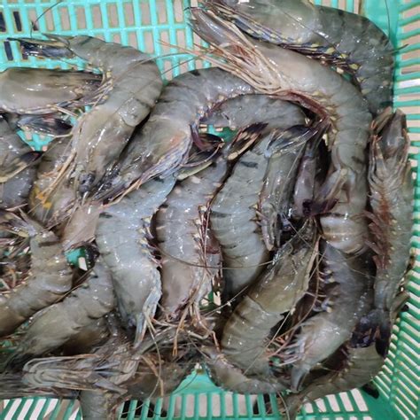 Frozen Black Tiger Shrimpfresh Tiger Shrimp Of All Sizes Type 1 From