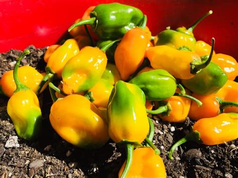 How To Grow Habanero Pepper Plants In Pots | Grow Hot Peppers