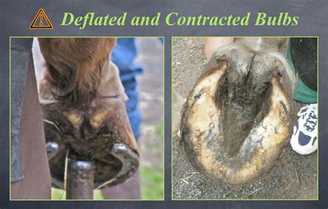 6 All To Common Hoof Pathologies