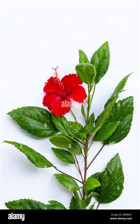 Hibiscus flower with leaves on white background Stock Photo - Alamy