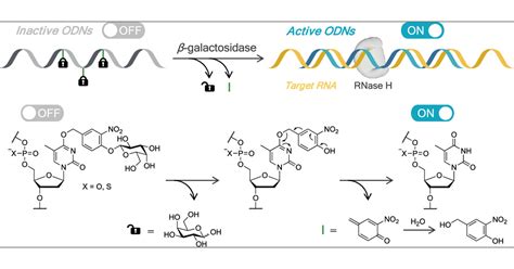 Inhibitory Effects On Rna Binding And Rnase H Induction Activity Of