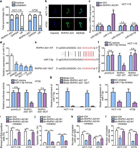 Rhpn1 As1 Directly Interacts With Mir 7 5p And Inhibits Mir 7 5p Download Scientific Diagram