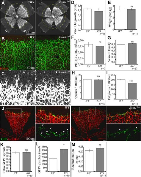 Esm Modulates Endothelial Tip Cell Behavior And Vascular Permeability