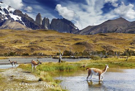 Patagonia Cruises Punta Arenas To Ushuaia Small Ship Patagonia Cruise