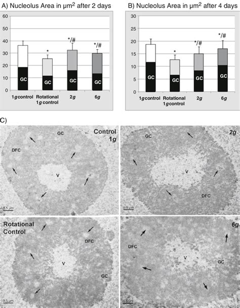 A B Average Size Of The Nucleolus Area In μm 2 And Percentage Of