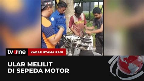 Ular Sepanjang Satu Meter Melilit Di Motor Warga Kabar Utama Pagi