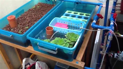 Aquaponics For Backyard Aquaponics Free Plans