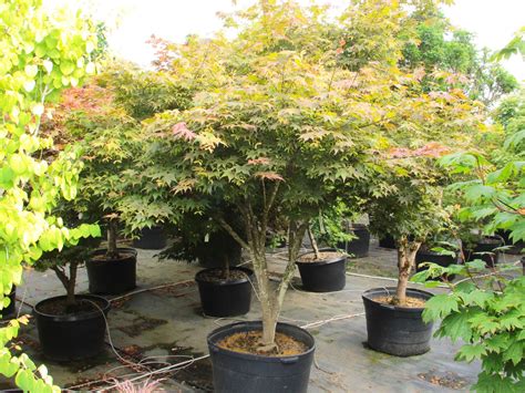 Buy Acer Palmatum Yezo Nishiki Specimen Conifer Kingdom