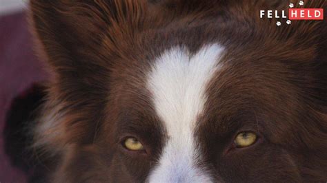 Malassezien Beim Hund Ursachen Symptome Und Behandlungsm Glichkeiten