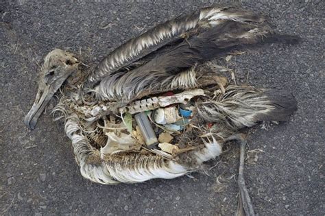 11 Heartbreaking Photos That Show How Plastic Waste Is Killing The