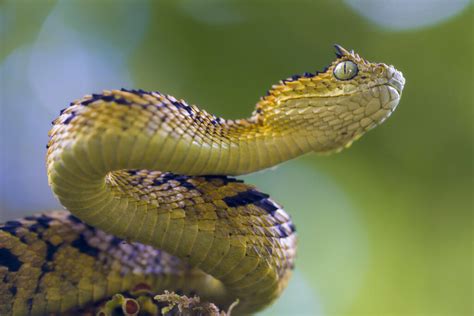 Atheris Ceratophora Vip Re Des Buissons D Usambara Vip Re Des