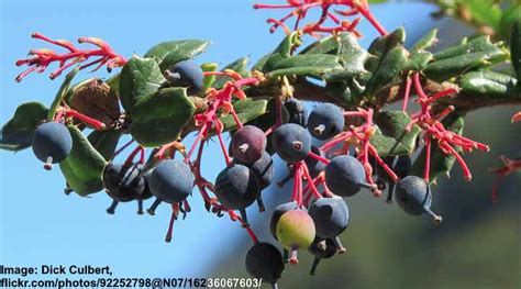 32 Shrubs And Trees With Purple Berries Identification Guide