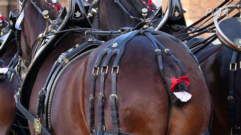 Des Chevaux Mutilés Pour Des Publicités De La Bière Budweiser