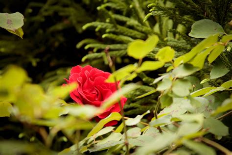 Hidden Rose By Carlmillerphotos On Deviantart