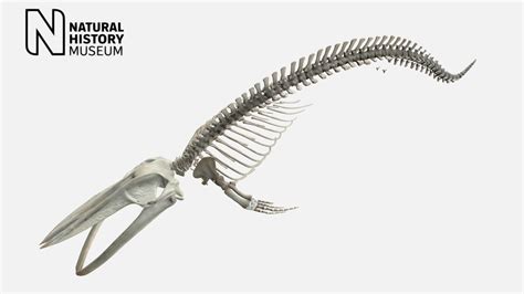 Blue Whale Skeleton Download Free 3d Model By Nhmimaging 8502dbe