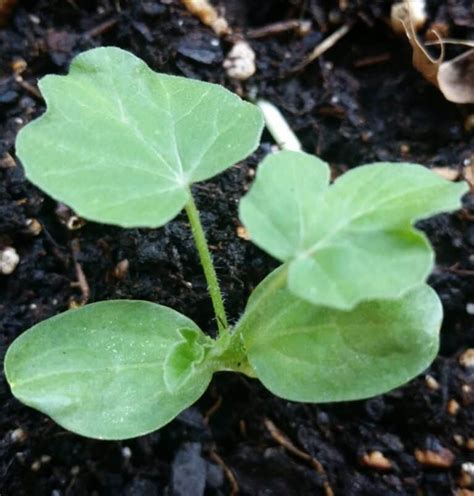 How To Grow Seedless Watermelon Seeds Plants Craze