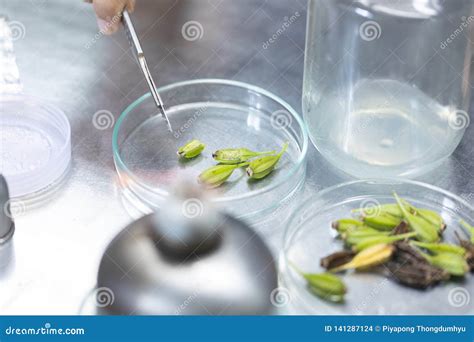 Plant Tissue Culture Techniques in Laboratory. Stock Photo - Image of ...