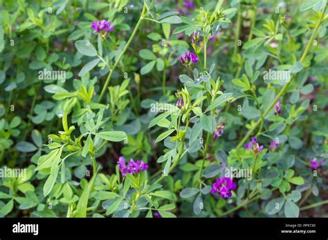 Wild Alfalfa Hi Res Stock Photography And Images Alamy