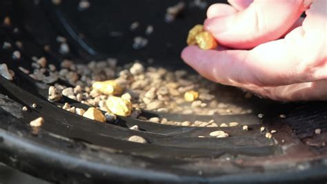 Man Picking Pure Gold That Sifted Stock Footage Video 100 Royalty