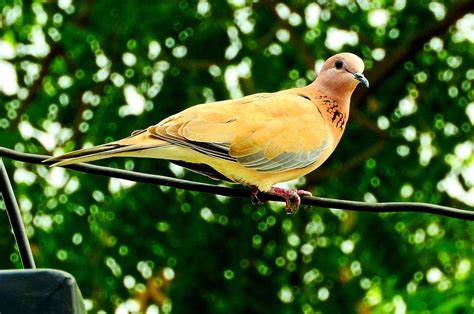 Dove Feather Spiritual Meaning