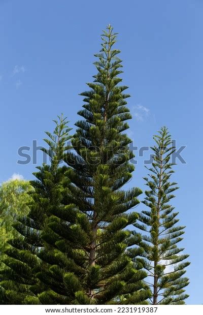 Closeup Norfolk Island Pine Araucaria Heterophylla Stock Photo