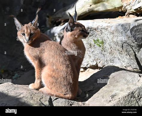 Caracal Caracal Caracal Cubs At The Jihlava Zoo Czech Republic