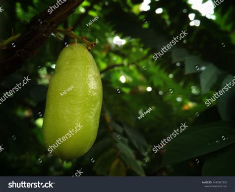 Appearance Star Fruit Still Attached Tree Stock Photo 1430397320 ...