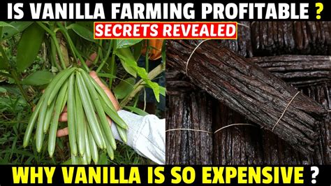 Vanilla Farming Vanilla Cultivation Why Vanilla Is So Expensive