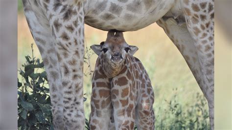 The first moments of a baby giraffe's life | king5.com