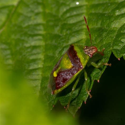 Green Burgundy Stink Bug Banasa Dimidiata Bugguide Net