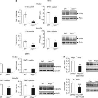 Ferroportin FPN Expression In Hepc Kidneys The MRNA And Protein