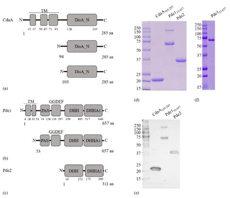 Schematic Representation Of Protein Domain Organization And Construct Download Scientific