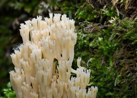 Crown Tipped Coral Identification Foraging And Cooking Guide Mushroom Appreciation