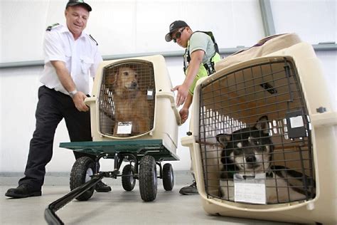 Como escolher a melhor companhia aérea para transportar seu animal