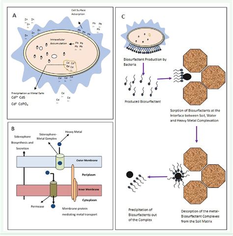 Bioremediation Diagram