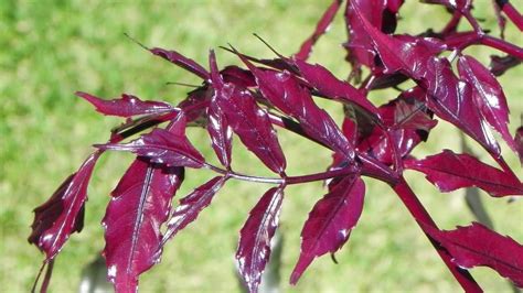 Perfect Indoor Plant Red Leea Burgandy Leea YouTube