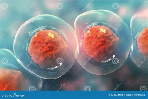 Cellular Division Under Microscope Mitosis The Process Of Cell