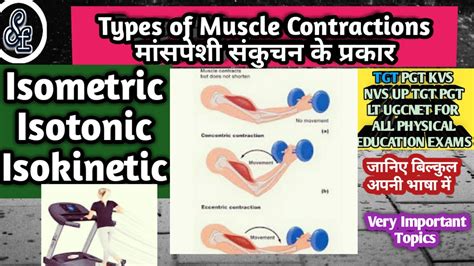 Isotonic Isometric And Isokinetic Muscle Contraction Types Of Muscle