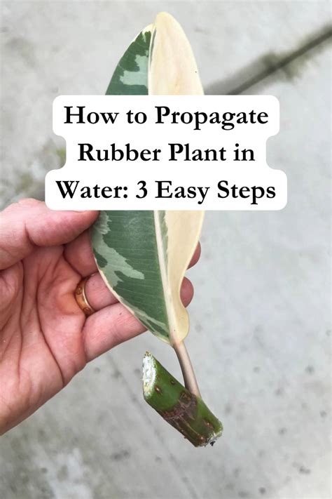 How To Propagate Rubber Plant In Water 3 Easy Steps Artofit