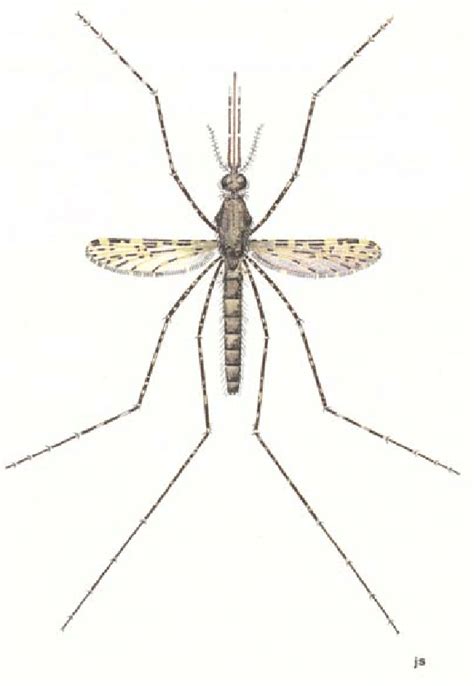 Le Moustique Anopheles Gambiae Source J G Smith In Gillet