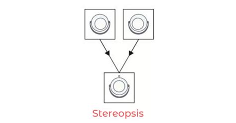 All About Binocular Vision Thevisionpedia