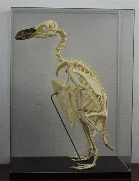 Black Browed Albatross Skeleton Bespoke Taxidermy