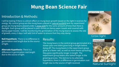 Mung Bean Experiment