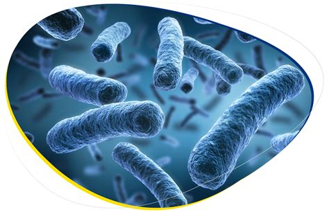 Bacterias fitopatógenas Guía producción de fresa en hidroponía