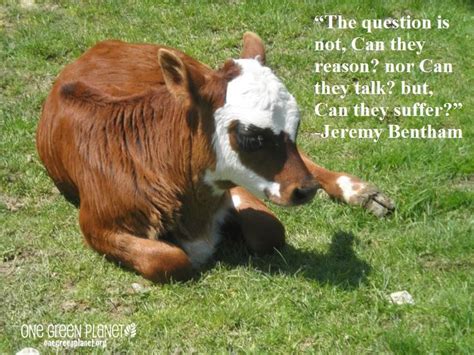 Jeremy Bentham Quotes Animals. QuotesGram