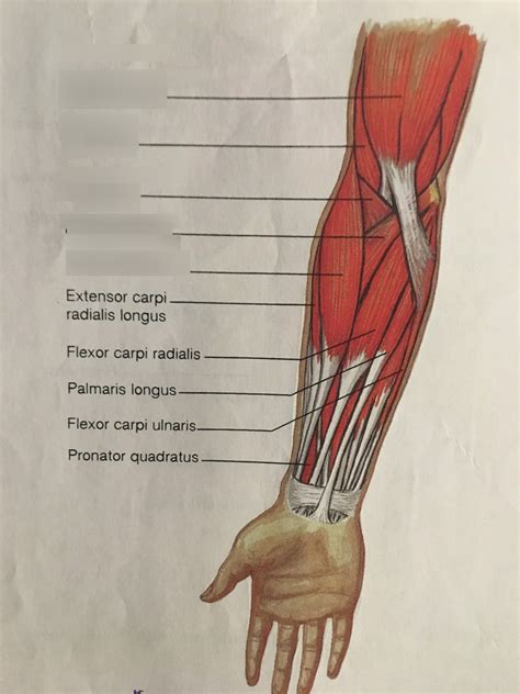 Anatomy Of Human Forearm Muscles Superficial Anterior View Poster Images