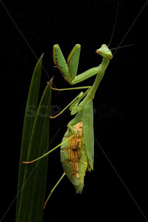 Close Up Of A Native New Zealand Praying Mantis Orthodera