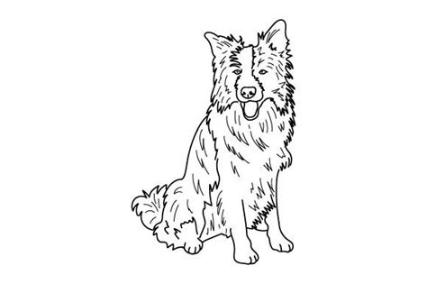 Border Collie Coloring Pages