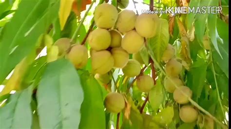 आडू का बाग लगाएं लाखो कमाए Peach Aadu Fruiting Youtube